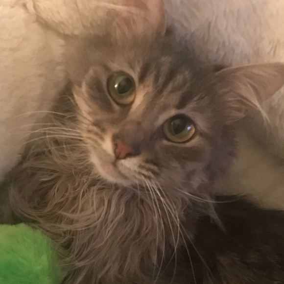 Profile Picture of Sarah Burson (@sarah_b_28) on Poshmark