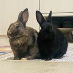 Profile Picture of 🤍 Bailey & Harley 🤍 (@bunsup.harleybailey) on Instagram