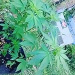 Profile Picture of jeffrey rome to (@jeffreyrometo) on Instagram