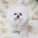 Profile Picture of 미니비숑 비숑 미니비숑분양 비숑전문견사 (@dorothy_kennel_mini_bichon1) on Instagram