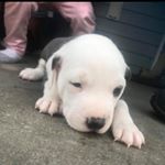 Profile Picture of Frank (@kevinwellingtongreen) on Instagram