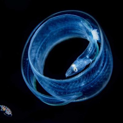 Profile Picture of Adam Silas (@SilasSecrets) on Twitter