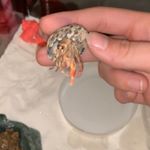 Profile Picture of larry jah🦀 (@larrythehermitcrabb) on Instagram