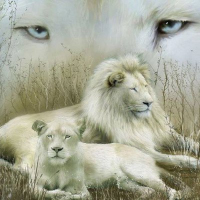 Jean Vine - Twitter Profile Picture of Jean Vine (@piebald73) on Twitter