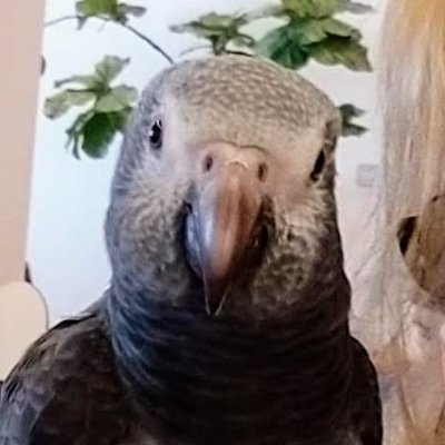 Profile Picture of Michele Michalek (@MyParrotBites) on Twitter