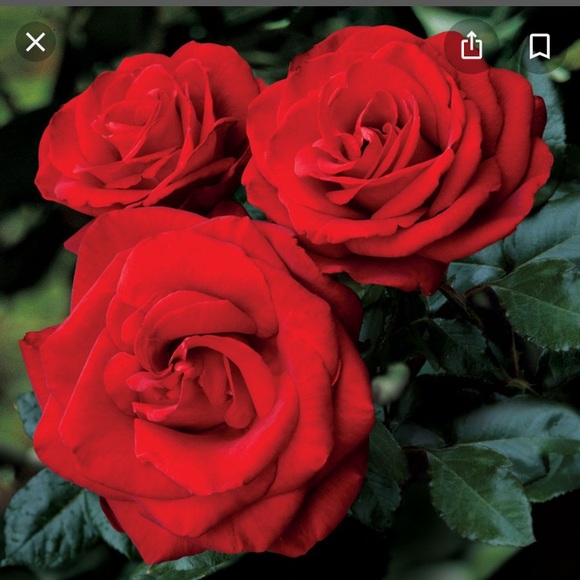 Profile Picture of Alexandra Wallen (@alexroseeeee) on Poshmark