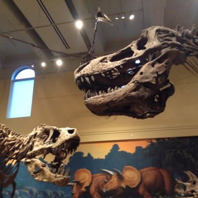 Profile Picture of Jared Stein (@Steinosaur4) on Twitter