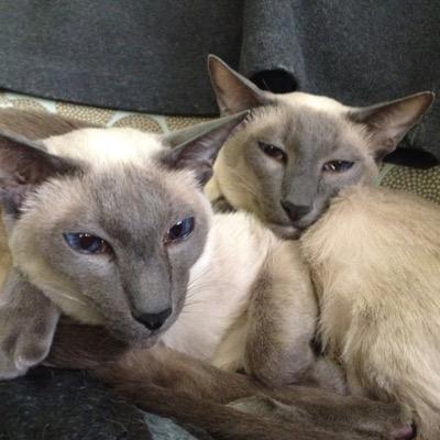 Profile Picture of Barky Cat Bros (@BarkyCatBros) on Twitter