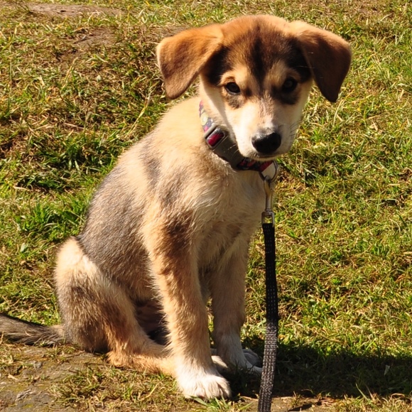 Profile Picture of Chris Herrick (@poshingpup) on Poshmark