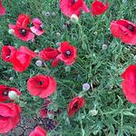 Profile Picture of Jose Maria Campos (@campoalvar) on Flickr