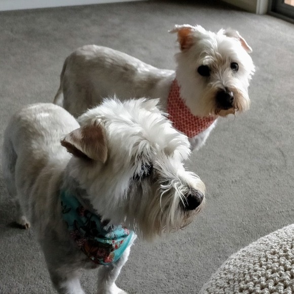 Profile Picture of Vikki Harrison (@vikki_harrison) on Poshmark