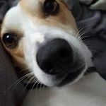 Profile Picture of Brian McGuigan (@brian.mcguigan.716) on Instagram