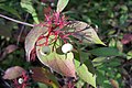 Profile Picture of Cornus sericea - Wikipediaon Wikipedia