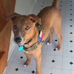 Profile Picture of Remington Alexander (@remrem_basenji) on Instagram