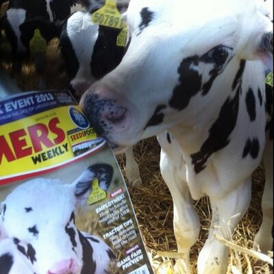 Profile Picture of Mike Brend (@MikeBrendVeal) on Twitter