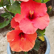 Mitali Chakraborty - Youtube Profile Picture of Mitali Chakraborty (@Mitali.P.D.A) on Youtube