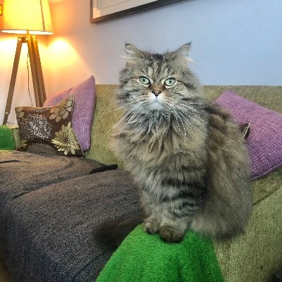 Profile Picture of Ginger Jules Kennedy (@Dreamweave01) on Twitter