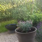 Profile Picture of Annette Scharping (@Annette-Scharping) on Facebook