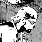 Profile Picture of M Perez (@trickshots4118) on Youtube