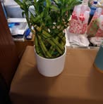 Profile Picture of Shirley McElroy (@shirley.mcelroy.572444) on Facebook