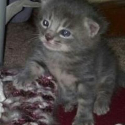 Profile Picture of Bobbysue Bower (@BobbySue47) on Twitter