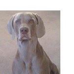 Profile Picture of Michael Pekar (@pekarmichael) on Instagram