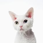 Profile Picture of Al Gifford (@al.gifford.7) on Facebook