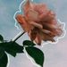 Profile Picture of Beet joela Perez Cossio (@joelaperezcossi) on Pinterest