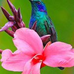 Profile Picture of Lorraine Neal (@2sosoms2) on Instagram