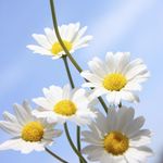 Profile Picture of Karen Mohr (@karen.mohr) on Instagram