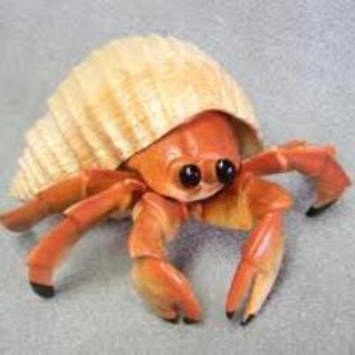 Profile Picture of David J. F. Colville (@AnonymousCrab) on Twitter