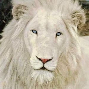 Profile Picture of Brian Kessler531 (@briankessler1966) on Tiktok