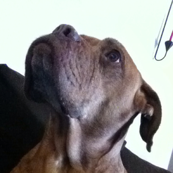 Profile Picture of Lynette Tabaka (@bleugem13) on Poshmark