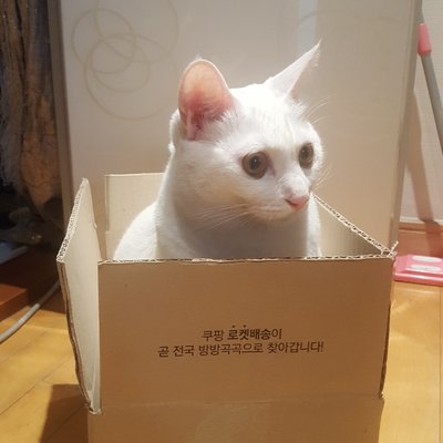 Profile Picture of Almond Blossom (@Cathy_cloud) on Twitter