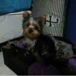 Profile Picture of tobi González riaño (@toby_gonzalez_2020) on Instagram