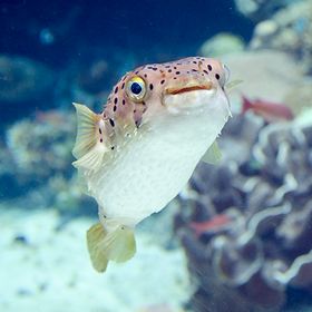 Profile Picture of Zoe Tsai (@tsaishadow) on Pinterest