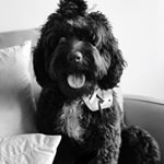 Profile Picture of Bentley Blair (@bentley_blair) on Instagram