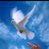 Profile Picture of يآروحــہي آلَمــنـــصــآبــهہ (@@yousefhussein31) on Tiktok