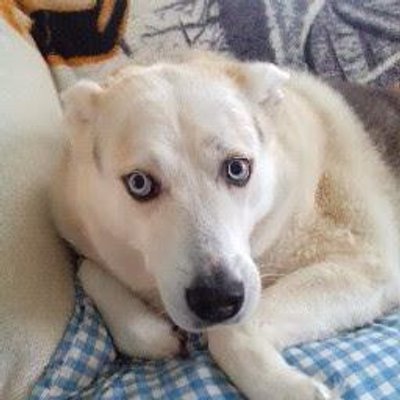 Profile Picture of Deborah Walsh (@deborahwalsh191) on Twitter