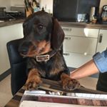 Profile Picture of Cindy de Groot (@cooper_the_hotdog) on Instagram