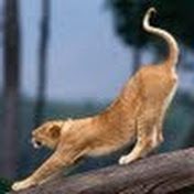 Sameh Ali - Youtube Profile Picture of Sameh Ali (@samooha333) on Youtube