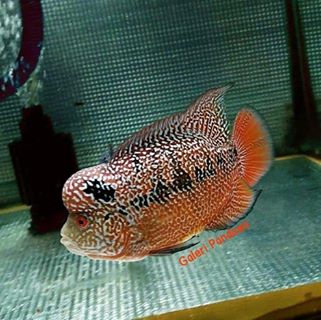 Profile Picture of Galeri Pandawa Palembang (@galeri.palembang.7) on Facebook