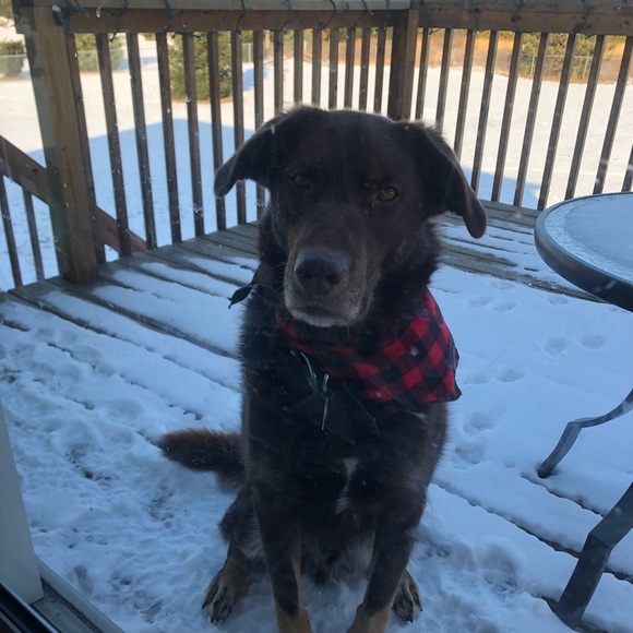 Profile Picture of Amanda Vandenbosch (@a_vandenbosch) on Poshmark