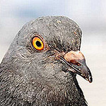 Profile Picture of Sam Dabit (@Dabit Photography) on Flickr