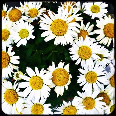 Profile Picture of Muriel Thomas (@MovingCraft) on Twitter