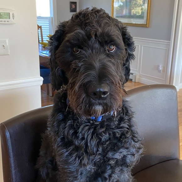 Profile Picture of Nancy Ghossein (@puppycinfy) on Poshmark