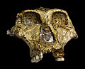 Profile Picture of Paranthropus robustuson Wikipedia