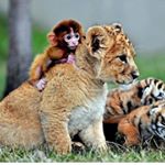 Profile Picture of Thomas combescot (@combescotthomas) on Instagram