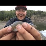 Profile Picture of Jared Andersen (@ittybittyfishies) on Instagram