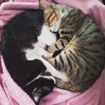 Profile Picture of Kalam AoIeong (@kalamchi) on Instagram